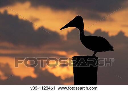 A brown pelican on a dock at sunset in the Florida Keys View Large Photo Image Stock Image - A brown pelican on a dock at sunset in the Florida Keys. Fotosearch