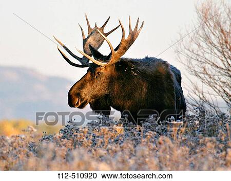 A bull elk at sunrise in the Tetons View Large Photo Image Stock Image - A bull elk at sunrise in the Tetons. Fotosearch