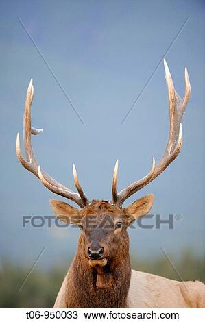 A bull elk Cervus canadensis in Jasper National Park Rocky Mountains, Alberta, Canada View Large Photo Image Stock Image - A bull elk Cervus canadensis in Jasper National Park Rocky Mountains, Alberta, Canada. Fotosearch