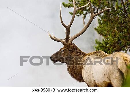 Stock Image - A bull elk with battle-ready antlers poses in the steam and mist from a geyser in Yellowstone Park. Fotosearch