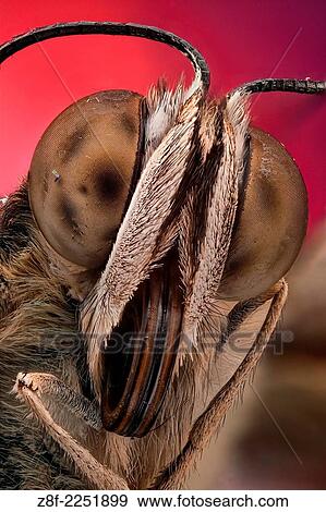 A butterfly portrait, showing detail of compound eye, scales and proboscis. View Large Photo Image Stock Photo - A butterfly portrait, showing detail of compound eye, scales and proboscis.. Fotosearch