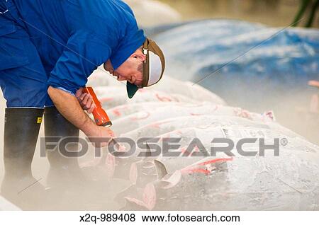 A buyer inspects frozen tuna at Tsukuji Fish Market Tokyo Japan View Large Photo Image Stock Photo - A buyer inspects frozen tuna at Tsukuji Fish Market Tokyo Japan. Fotosearch