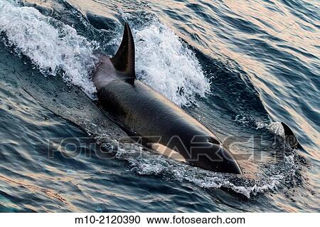 A California Transient Orca traveling in the San Pedro Channel off the coast of Long Beach and Catalina Island, California, USA View Large Photo Image Stock Image - A California Transient Orca traveling in the San Pedro Channel off the coast of Long Beach and Catalina Island, California, USA. Fotosearch
