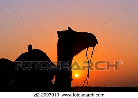A camel at sunset on the Thar Desert, near Jaisalmer, Rajasthan state, India View Large Photo Image Stock Image - A camel at sunset on the Thar Desert, near Jaisalmer, Rajasthan state, India. Fotosearch