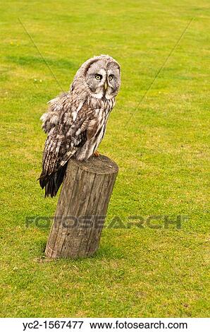 A captive Great Grey Owl or Lapland Owl, Strix nebulosa at the Suffolk Owl sanctuary at Stonham Barns in Suffolk, England, Britain, Uk View Large Photo Image Stock Photo - A captive Great Grey Owl or Lapland Owl, Strix nebulosa at the Suffolk Owl sanctuary at Stonham Barns in Suffolk, England, Britain, Uk. Fotosearch