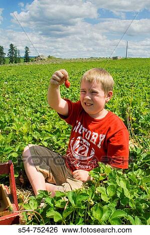Stock Photograph - A caucasian boy, 5-10, inspects a strawberry while picking the berries in a field. Fotosearch