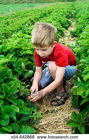 A caucasian boy, 5_10 years old, picks strawberries in a field. View Large Photo Image Stock Photo - A caucasian boy, 5_10 years old, picks strawberries in a field.. Fotosearch