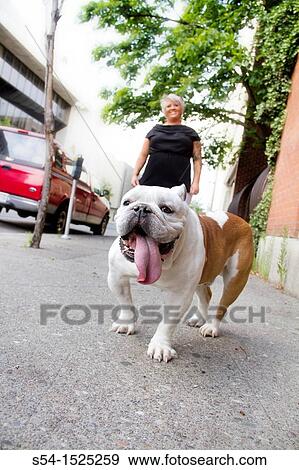 Stock Photo - A caucasian woman with her English Bulldog in Spokane, Washington, USA. Fotosearch