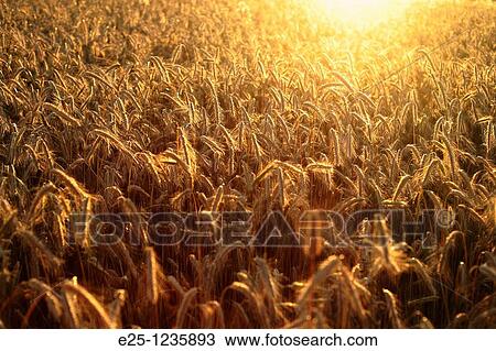 A cereal crop growing in a field with light from a late afternoon sun setting behind. View Large Photo Image Stock Image - A cereal crop growing in a field with light from a late afternoon sun setting behind.. Fotosearch