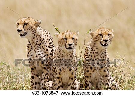 A cheetah mom & her 2 cubs on the plains of the Masai Mara View Large Photo Image Stock Photo - A cheetah mom & her 2 cubs on the plains of the Masai Mara. Fotosearch