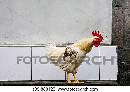 A chicken infront of a white wall in Ubud, Bali. View Large Photo Image Stock Image - A chicken infront of a white wall in Ubud, Bali.. Fotosearch