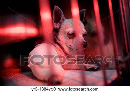 Stock Image - A chihuahua dog is warmed using a red lamp as he recovers from an illness at a Pet Hospital in Condesa, Mexico City, Mexico, February 22, 2011. Fotosearch