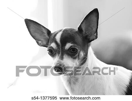 A chihuahua, head and shoulders View Large Photo Image Stock Photography - A chihuahua, head and shoulders. Fotosearch