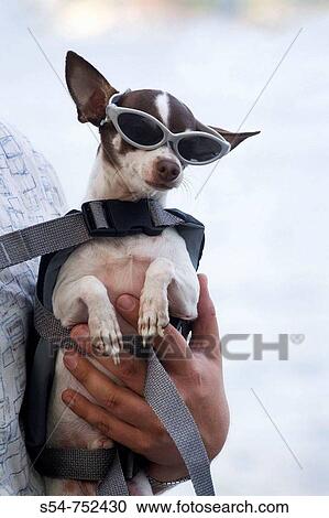 A Chihuahua in a life jacket and sunglasses View Large Photo Image Stock Image - A Chihuahua in a life jacket and sunglasses. Fotosearch
