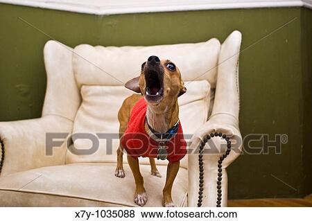 A chihuahua is barking on a leather chair View Large Photo Image Stock Photo - A chihuahua is barking on a leather chair. Fotosearch