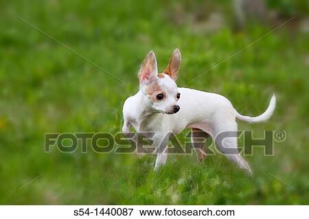 A chihuahua outdoors in a yard. View Large Photo Image Stock Photo - A chihuahua outdoors in a yard.. Fotosearch
