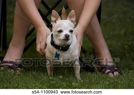 Stock Image - A Chihuahua outdoors. Fotosearch