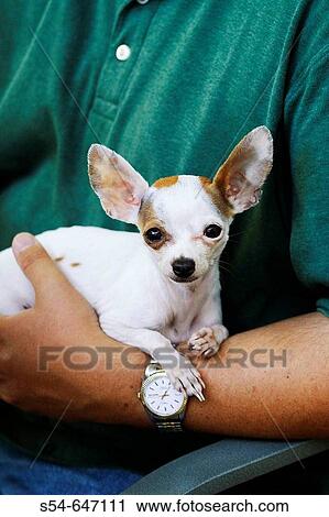 Stock Image - A Chihuahua rests in a man's arms.. Fotosearch