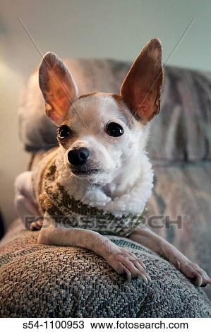 A Chihuahua sitting on a couch indoors View Large Photo Image Stock Image - A Chihuahua sitting on a couch indoors. Fotosearch