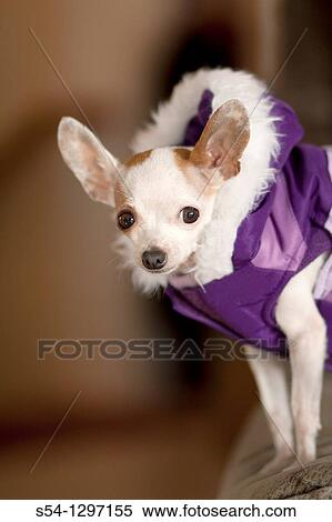 Stock Photography - A chihuahua wearing a coat indoors. Fotosearch