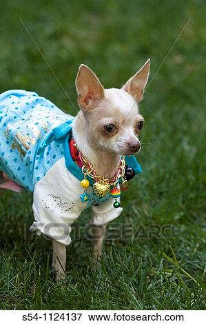 A chihuahua wearing a necklace and a shirt stands in the grass outdoors View Large Photo Image Stock Photo - A chihuahua wearing a necklace and a shirt stands in the grass outdoors. Fotosearch