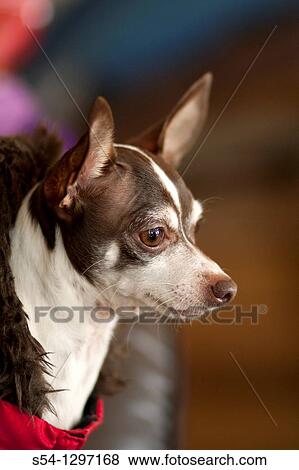 Stock Photo - A chihuahua wearing a red coat indoors. Fotosearch