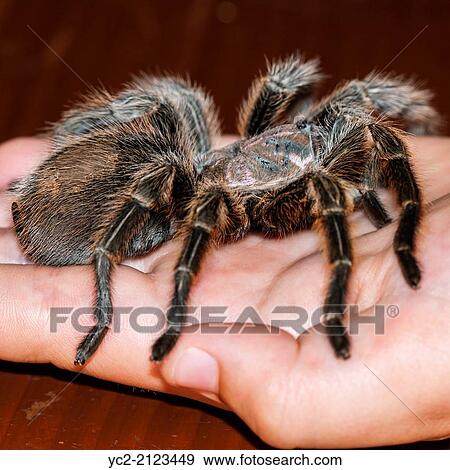 A child holding a Tarantula spider. View Large Photo Image Stock Photo - A child holding a Tarantula spider.. Fotosearch