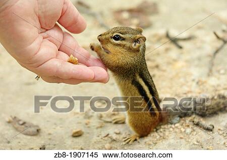 A chipmunk eats from a woman's hand, North Carolina, USA View Large Photo Image Stock Photography - A chipmunk eats from a woman's hand, North Carolina, USA. Fotosearch