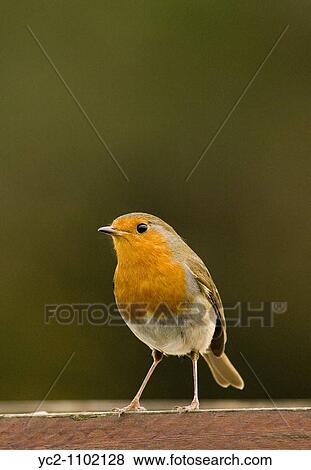 A close up bird portrait of a Robin Erithacus rubecula in the Uk View Large Photo Image Stock Photo - A close up bird portrait of a Robin Erithacus rubecula in the Uk. Fotosearch
