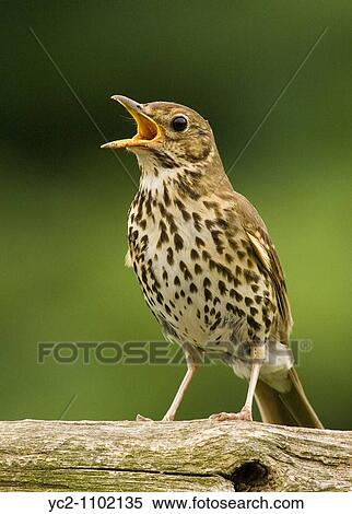 A close up bird portrait of a song thrush singing turdus philomelos View Large Photo Image Stock Photography - A close up bird portrait of a song thrush singing turdus philomelos. Fotosearch