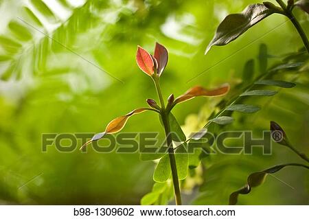 A close up of a green backlit leaves on plant branch at U S Botanical Garden, Washington, DC View Large Photo Image Stock Image - A close up of a green backlit leaves on plant branch at U S Botanical Garden, Washington, DC. Fotosearch