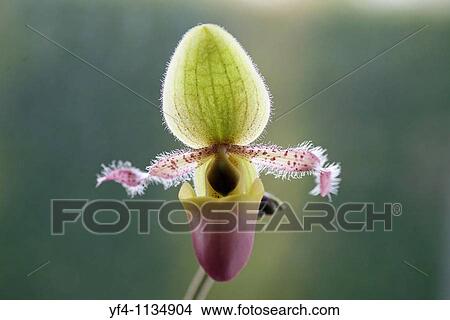 A close up of a Lady's Slipper Orchid cypripedium flower View Large Photo Image Picture - A close up of a Lady's Slipper Orchid cypripedium flower. Fotosearch