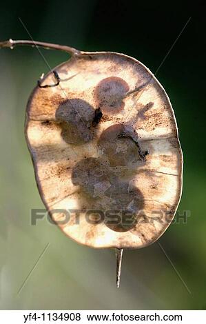 A close up of an Annual Honesty Lunaria annua seed pouch View Large Photo Image Stock Photo - A close up of an Annual Honesty Lunaria annua seed pouch. Fotosearch