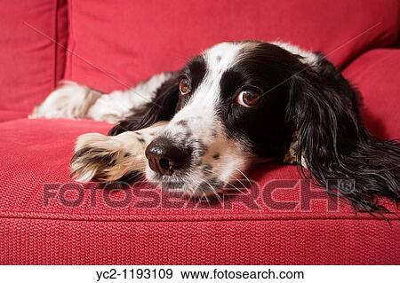 Stock Photo - A close up of an English Springer Spaniel dog laying down indoors on a sofa. Fotosearch