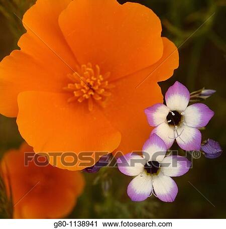 A close up of Southern California wildflowers View Large Photo Image Stock Image - A close up of Southern California wildflowers. Fotosearch
