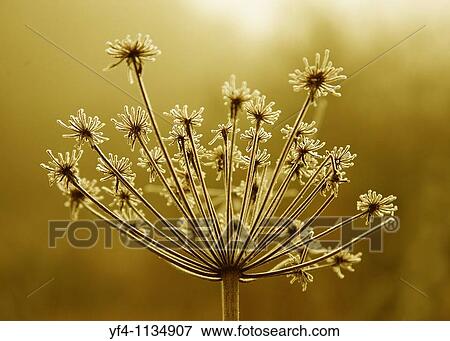 A Close-up shot of a Hogweed seed head View Large Photo Image Stock Photo - A Close-up shot of a Hogweed seed head. Fotosearch