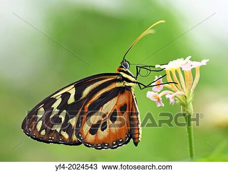 A close up shot of a Longwing butterfly (Heliconius). View Large Photo Image Stock Image - A close up shot of a Longwing butterfly (Heliconius).. Fotosearch