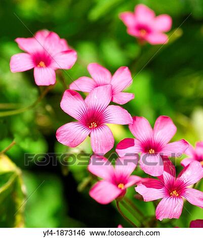 Stock Photograph - A close up shot of the pink flowers of Wood Sorrel Oxalis corymbosa. Fotosearch