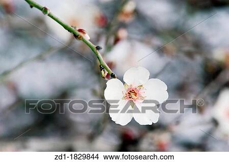 A Closeup De Une Amandier à Fleurs Blanches à Branches Image