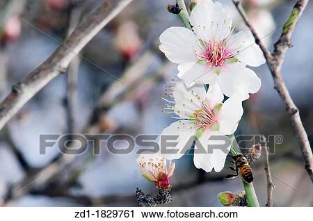 A closeup of an almond tree with white flowers with branches View Large Photo Image Stock Image - A closeup of an almond tree with white flowers with branches. Fotosearch