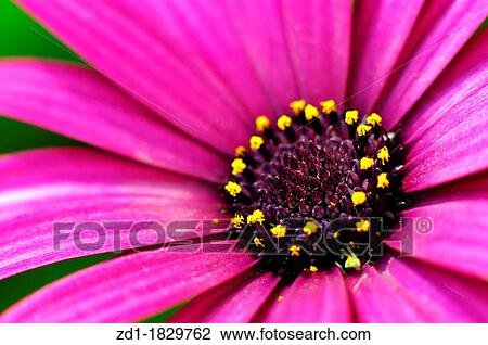 A closeup photo of a Purple Daisy Flower View Large Photo Image Stock Image - A closeup photo of a Purple Daisy Flower. Fotosearch