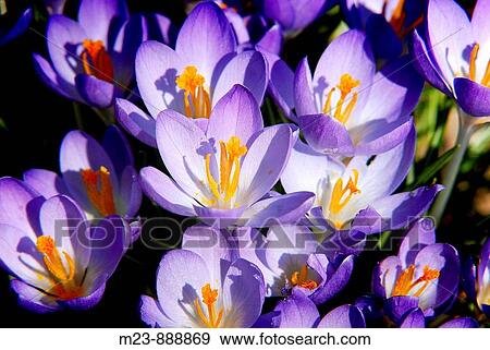 A cluster of crocuses catch the morning light View Large Photo Image Stock Photo - A cluster of crocuses catch the morning light. Fotosearch
