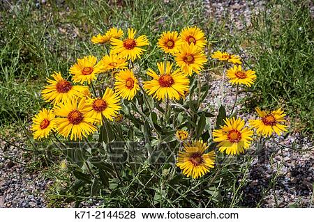 Stock Photo - A cluster of Great Blanket Wildflowers in Glacier National Park, Montana, USA.. Fotosearch