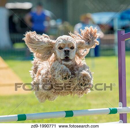 A cocker spanel flies over a jump at an agility trial. View Large Photo Image Stock Image - A cocker spanel flies over a jump at an agility trial.. Fotosearch