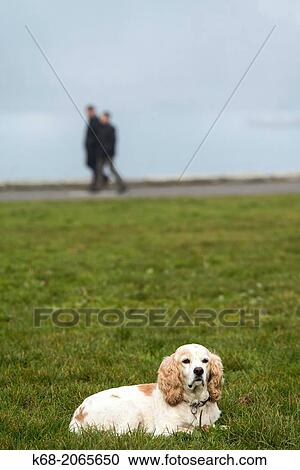 A cocker spaniel in the fog on False Creek in Vancouver, BC, Canada. View Large Photo Image Stock Image - A cocker spaniel in the fog on False Creek in Vancouver, BC, Canada.. Fotosearch