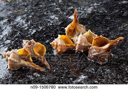 A collection of shells View Large Photo Image Stock Image - A collection of shells. Fotosearch