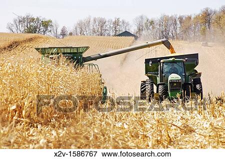 A combine harvester picks the corn crop and off loads the kernels to a gravity wagon following alongside Efficiency is key to harvesting the crop before the long cold winter sets in View Large Photo Image Stock Photo - A combine harvester picks the corn crop and off loads the kernels to a gravity wagon following alongside Efficiency is key to harvesting the crop before the long cold winter sets in. Fotosearch