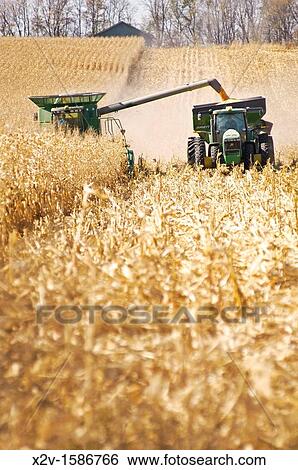 Stock Photograph - A combine harvester picks the corn crop and off loads the kernels to a gravity wagon following alongside Efficiency is key to harvesting the crop before the long cold winter sets in. Fotosearch