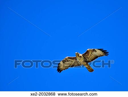 Stock Photo - A Common Buzzard - Buteo buteo on Crete, Greece. Fotosearch