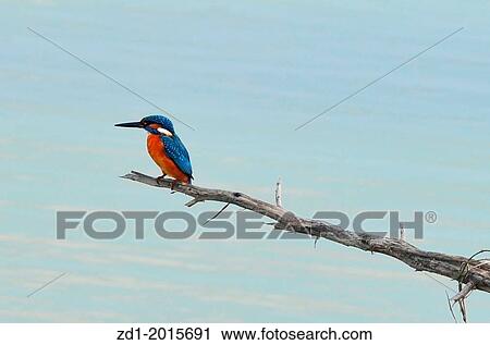 A common kingfisher on a stick. View Large Photo Image Stock Image - A common kingfisher on a stick.. Fotosearch
